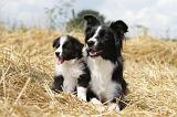 BORDER COLLIE 626